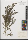 Foto von Salix purpurea L.
